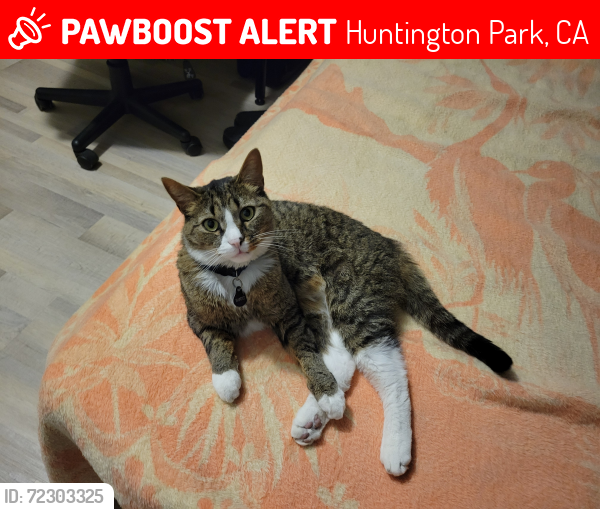 Lost Male Cat last seen Saturn Avenue and Passaic Street, Huntington Park, CA 90255