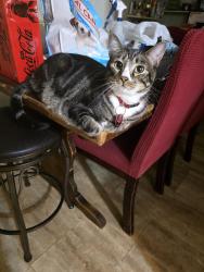 Lost Male Cat last seen Brincrest Cir & Brincrest Dr, Farmers Branch, TX 75234