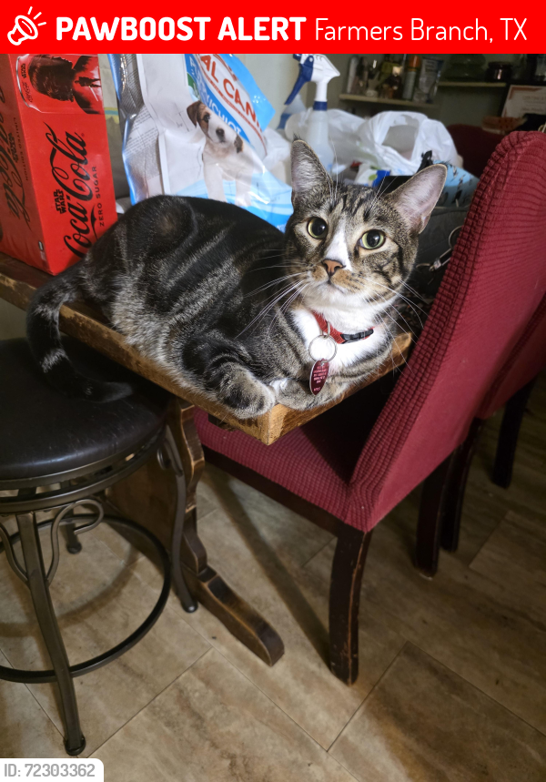 Lost Male Cat last seen Brincrest Cir & Brincrest Dr, Farmers Branch, TX 75234