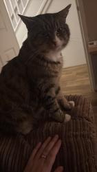 Lost Male Cat last seen Unsure , Darlaston, England WS10 8DA