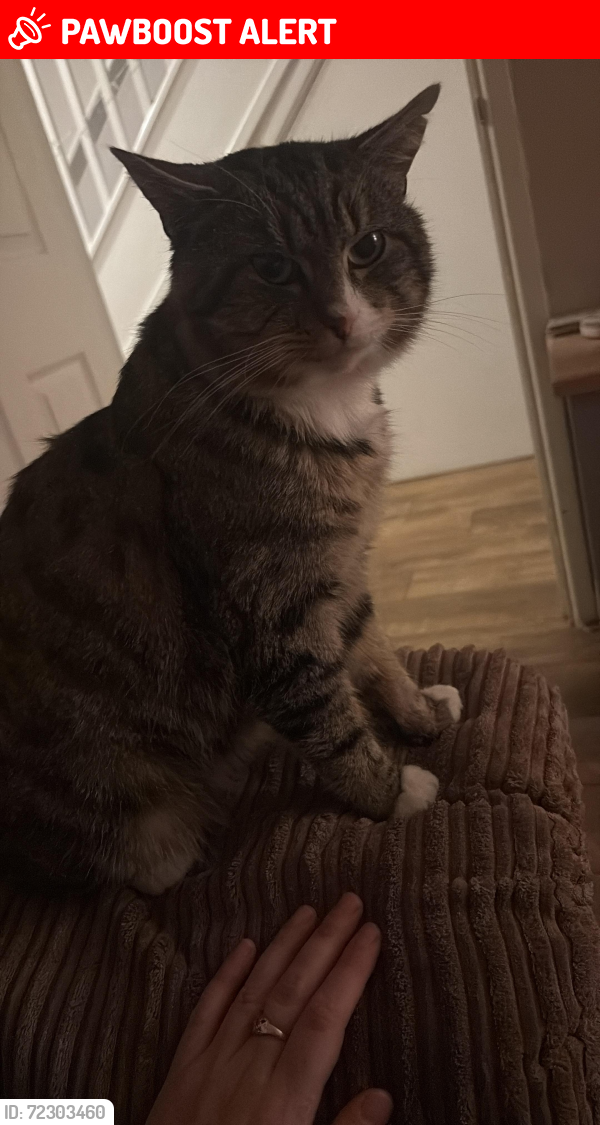 Lost Male Cat last seen Unsure , Darlaston, England WS10 8DA