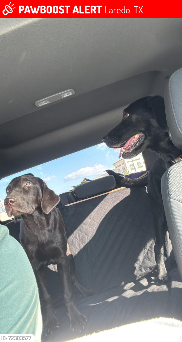 Lost Male Dog last seen AJ’s, Laredo, TX 78045