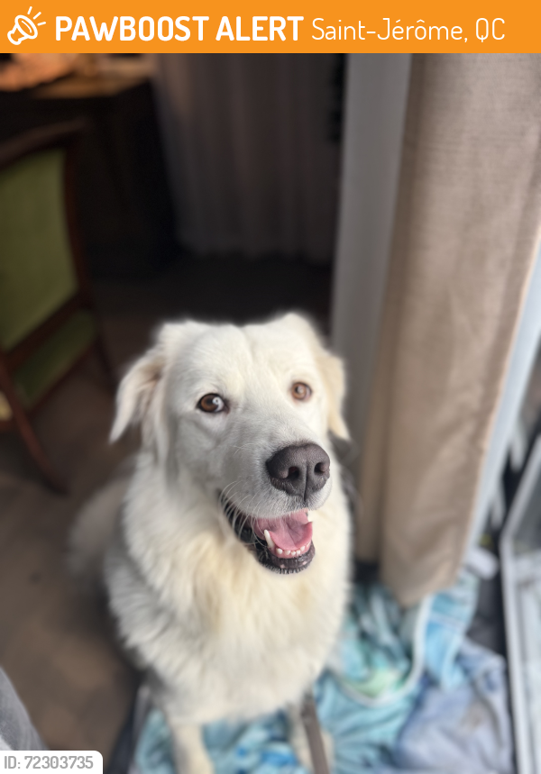 Found/Stray Male Dog last seen Chaumont, Saint-Jérôme, QC 