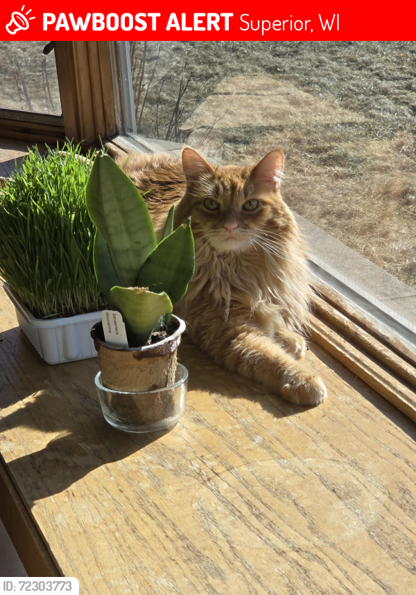 Lost Male Cat last seen Bottom of 21st St bridge, Superior, WI 54880