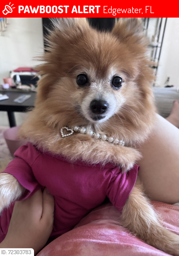Lost Female Dog last seen Near Oakridge avenue , Edgewater, FL 32132