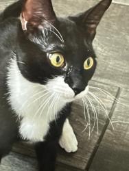 Lost Male Cat last seen Ray and dobson, Chandler, AZ 85224