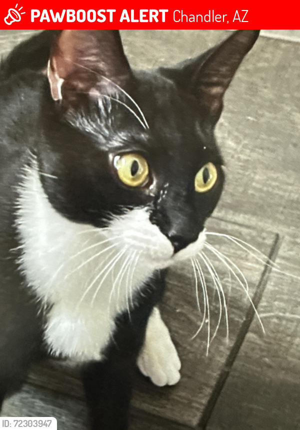 Lost Male Cat last seen Ray and dobson, Chandler, AZ 85224