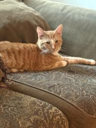 Lost Male Cat last seen nearest cross street, Elizabeth, NJ 07208