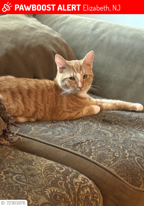 Lost Male Cat last seen nearest cross street, Elizabeth, NJ 07208