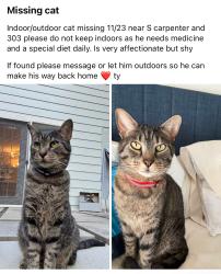 Lost Male Cat last seen South carpenter and 303, Brunswick, OH 44212