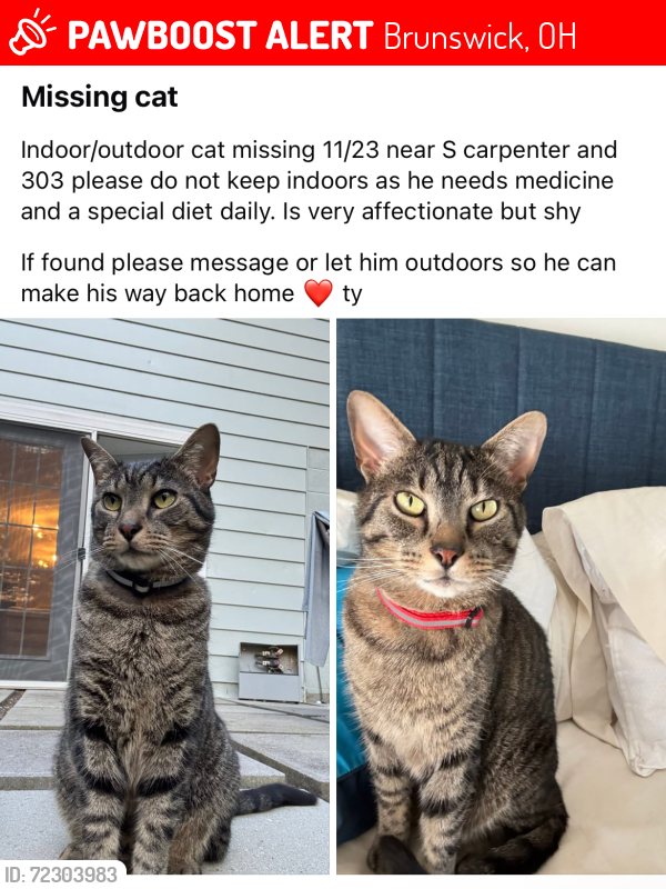 Lost Male Cat last seen South carpenter and 303, Brunswick, OH 44212