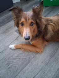Lost Female Dog last seen Krogers parking lot East 10th st., Indianapolis, IN 46218