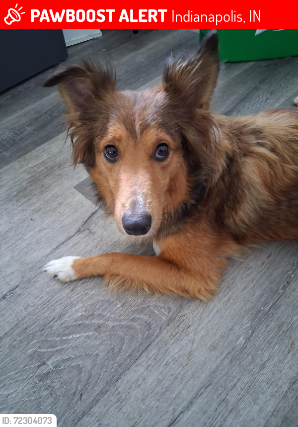Lost Female Dog last seen Krogers parking lot East 10th st., Indianapolis, IN 46218