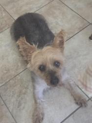 Lost Female Dog last seen BOTTOMRIDGE DR, Lakeside, FL 32065