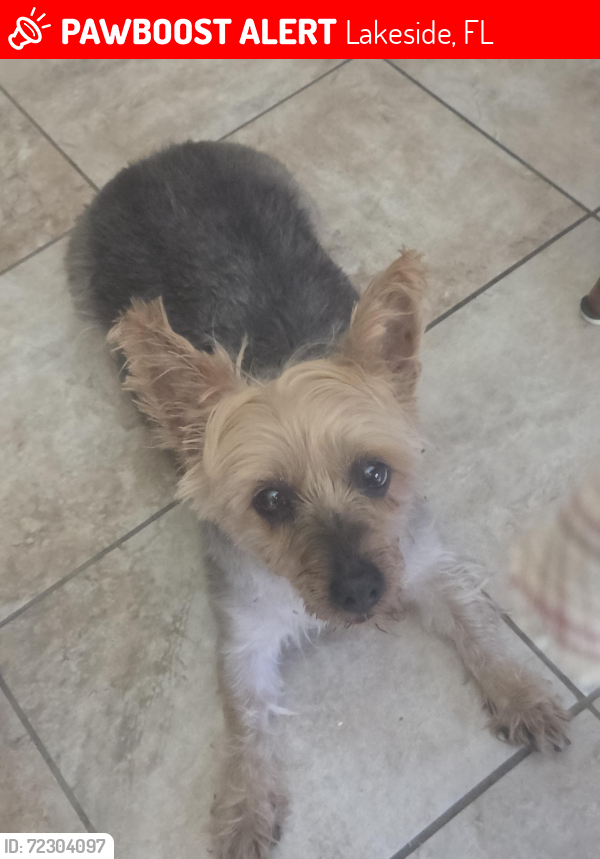Lost Female Dog last seen BOTTOMRIDGE DR, Lakeside, FL 32065