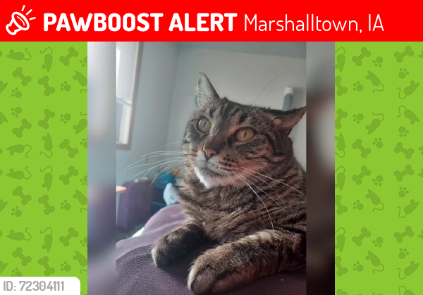 Lost Female Cat last seen Center Street Bar, Marshalltown, IA 50158
