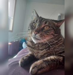 Lost Female Cat last seen Center Street Bar, Marshalltown, IA 50158