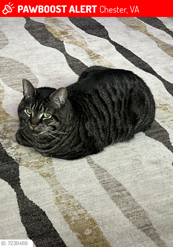 Lost Male Cat last seen White Oak Apartments, Chester, VA 23836