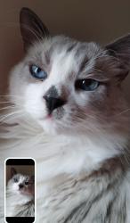 Lost Male Cat last seen NW Blackwelder okc, N Florida Ave okc, Oklahoma City, OK 73118