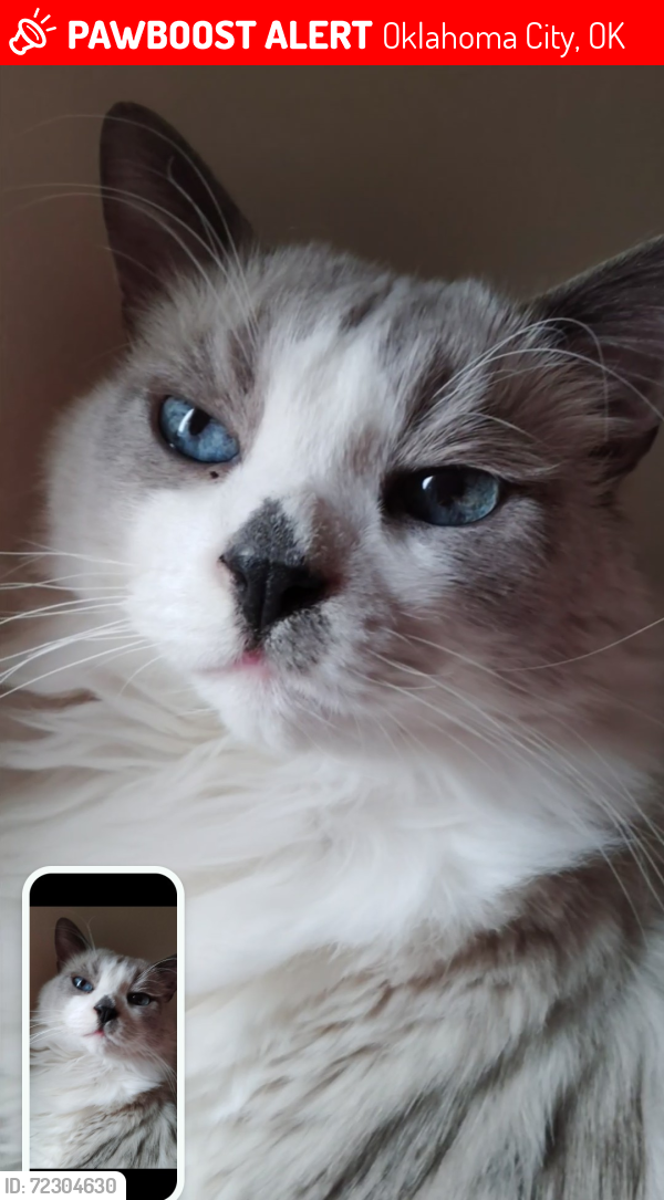 Lost Male Cat last seen NW Blackwelder okc, N Florida Ave okc, Oklahoma City, OK 73118