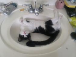 Lost Male Cat last seen Buckle drive morning sun farms, San Tan Valley, AZ 85142