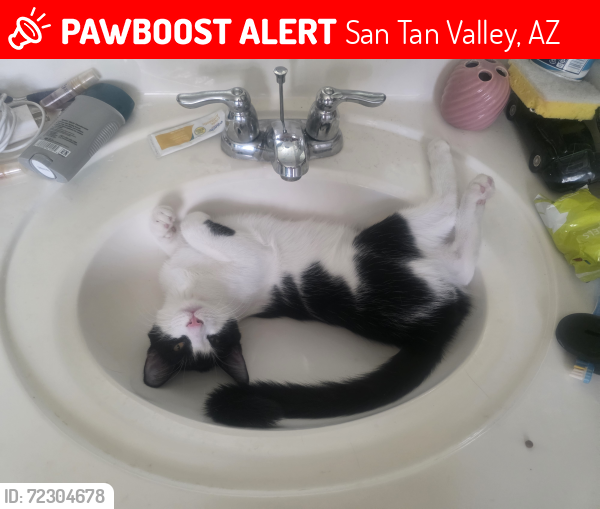 Lost Male Cat last seen Buckle drive morning sun farms, San Tan Valley, AZ 85142