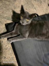 Lost Male Cat last seen Escalon high school , Yosemite/ Stanislaus st, Escalon, CA 95320