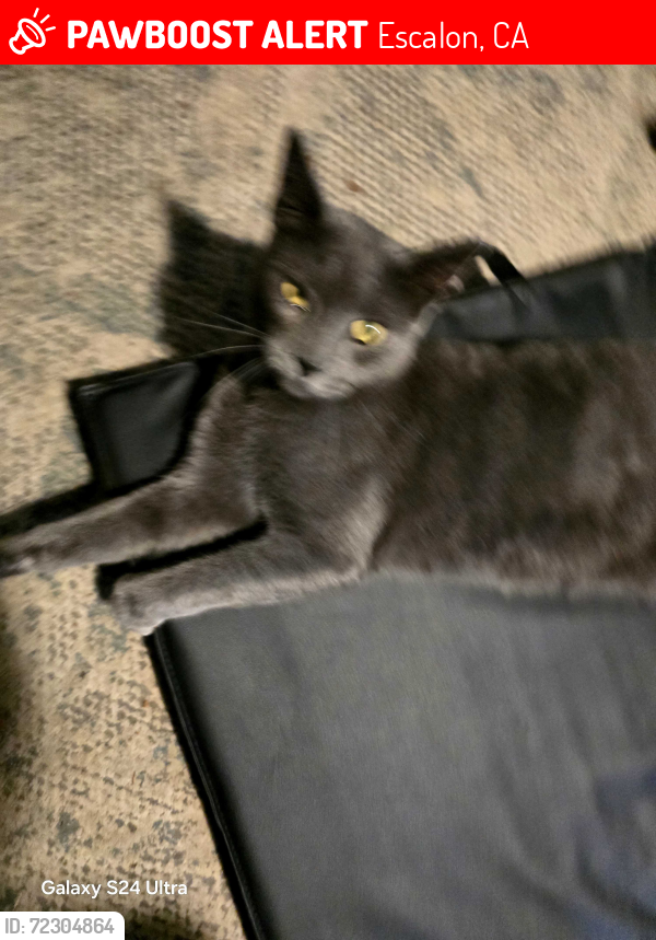 Lost Male Cat last seen Escalon high school , Yosemite/ Stanislaus st, Escalon, CA 95320