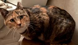 Lost Female Cat last seen Oronoco City Hall, Oronoco, MN 55960