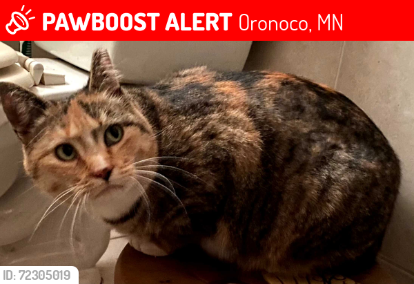 Lost Female Cat last seen Oronoco City Hall, Oronoco, MN 55960
