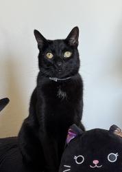 Lost Unknown Cat last seen Faith Church in Rio Rancho, Rio Rancho, NM 87124
