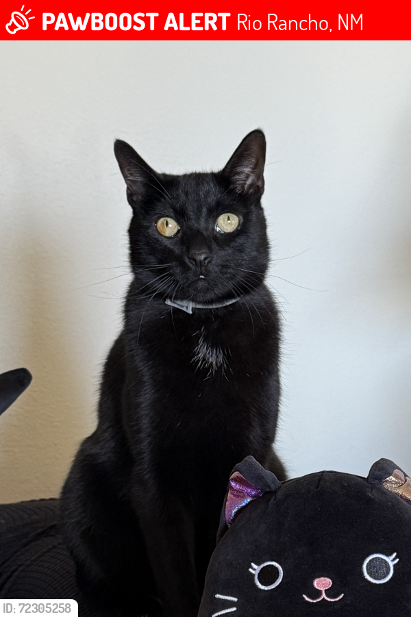 Lost Unknown Cat last seen Faith Church in Rio Rancho, Rio Rancho, NM 87124