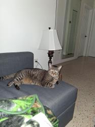 Lost Male Cat last seen Cerca de escuela y condominio, Homestead, FL 33030