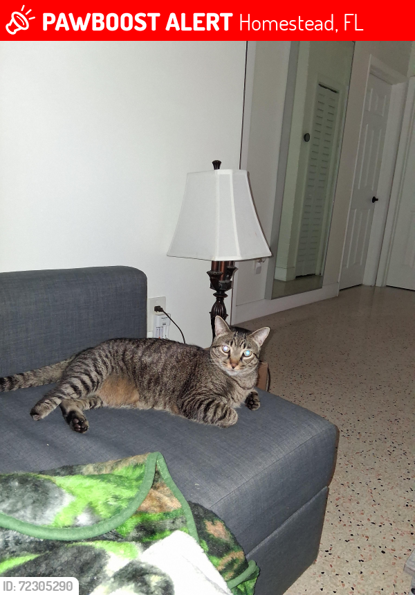 Lost Male Cat last seen Cerca de escuela y condominio, Homestead, FL 33030
