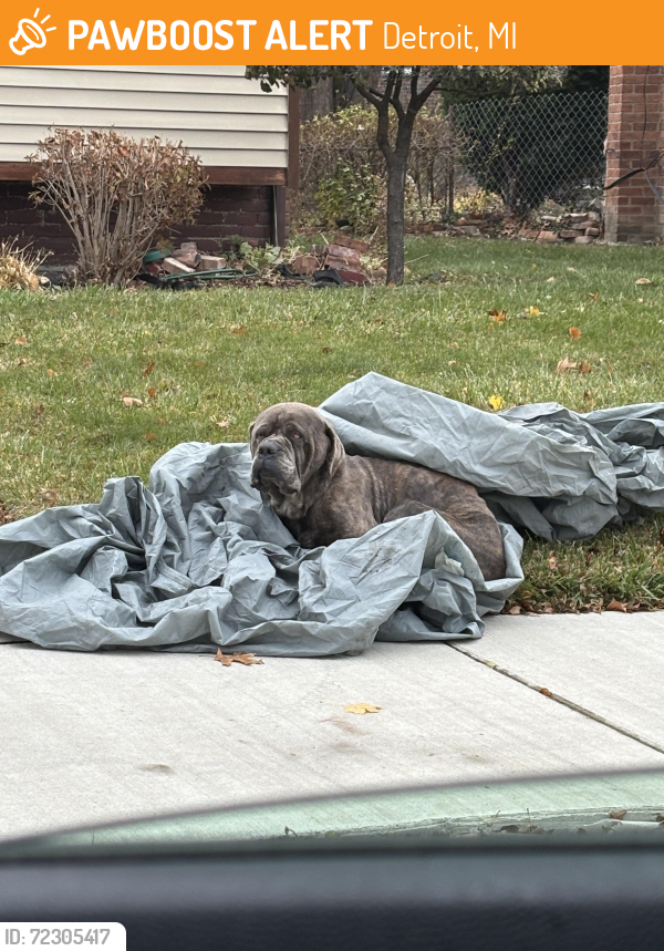 Found/Stray Unknown Dog last seen Snowden and Chippewa at end of cul de sac. , Detroit, MI 48235