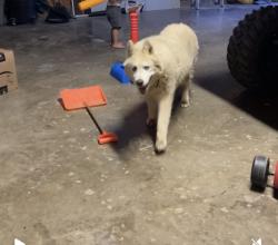 Lost Female Dog last seen Rozelle Creek Rd, Huntington Township, OH 45601