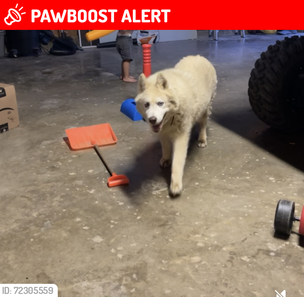 Lost Female Dog last seen Rozelle Creek Rd, Huntington Township, OH 45601