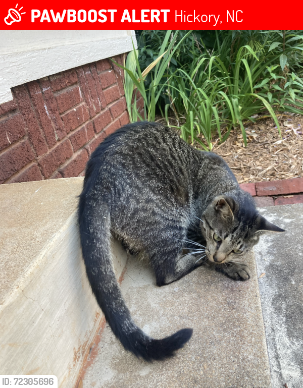 Lost Male Cat last seen Near Oakwood Elementary, Hickory, NC 28601