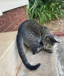 Lost Male Cat last seen Near Oakwood Elementary, Hickory, NC 28601