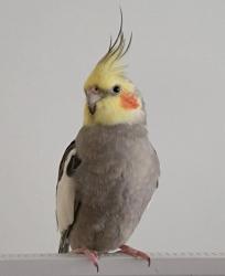 Lost Male Bird last seen First ave W, Qualicum Beach, BC V9K 1H5