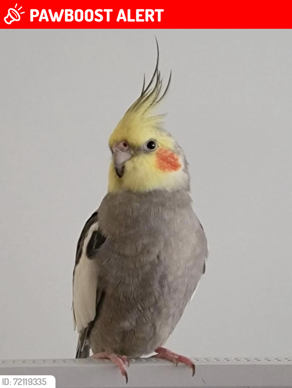 Lost Male Bird last seen First ave W, Qualicum Beach, BC V9K 1H5