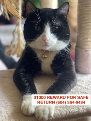 Lost Male Cat last seen Quilchena Green Townhouses, Richmond, BC V7C 5N7