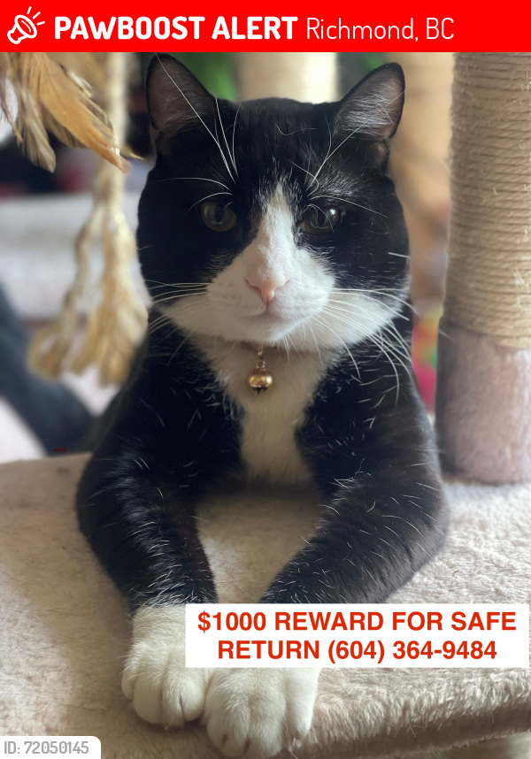 Lost Male Cat last seen Quilchena Green Townhouses, Richmond, BC V7C 5N7