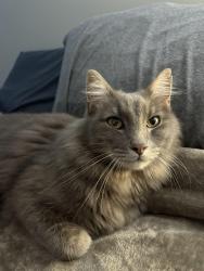 Lost Male Cat last seen Dr John’s Westminster SC, Oconee County, SC 29693