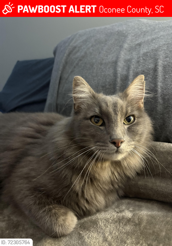 Lost Male Cat last seen Dr John’s Westminster SC, Oconee County, SC 29693