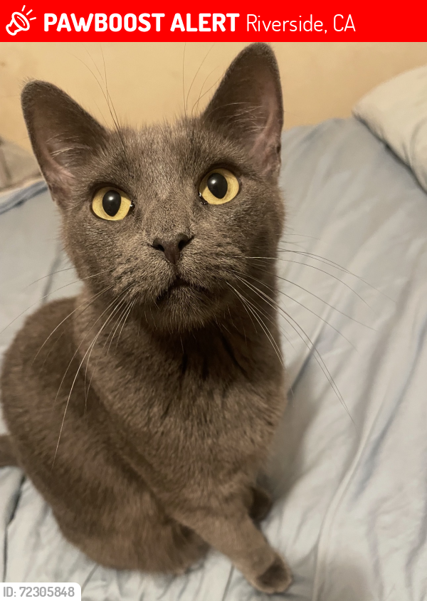 Riverside, CA Lost Female Cat, Smokey Is Missing | PawBoost