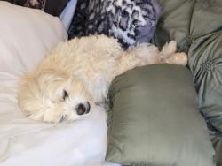 Lost Male Dog last seen By hideout on south mission rd, Tucson, AZ 85713
