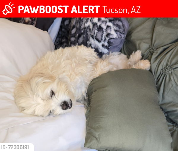 Lost Male Dog last seen By hideout on south mission rd, Tucson, AZ 85713
