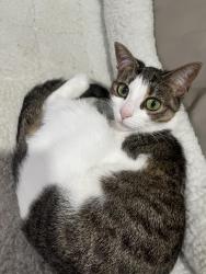 Lost Female Cat last seen L.C. Bicycle repairs by 102nd street, Queens, NY 11368