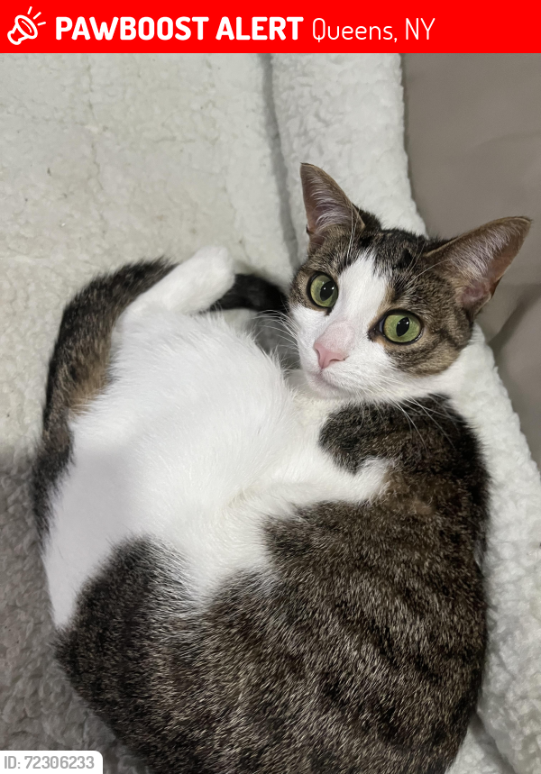 Lost Female Cat last seen L.C. Bicycle repairs by 102nd street, Queens, NY 11368